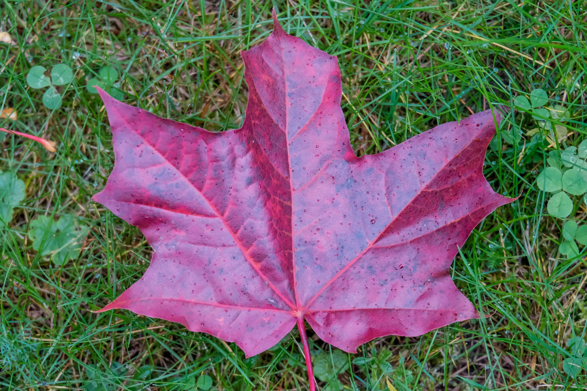 A red maple leaf in the grass