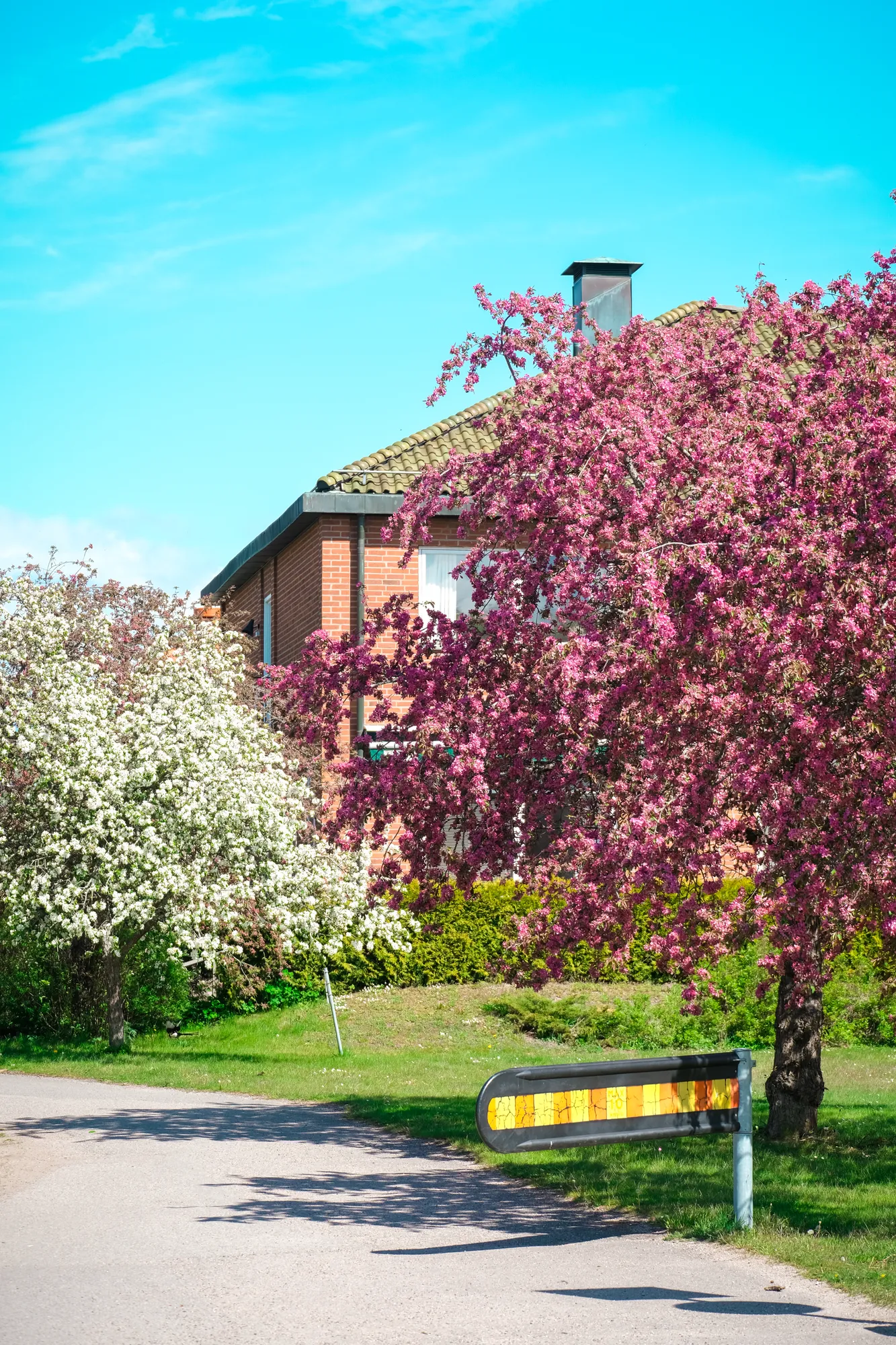 Ett rosablommande träd och en vitblommande buske vid en villa intill en asfalterad väg under blå himmel.