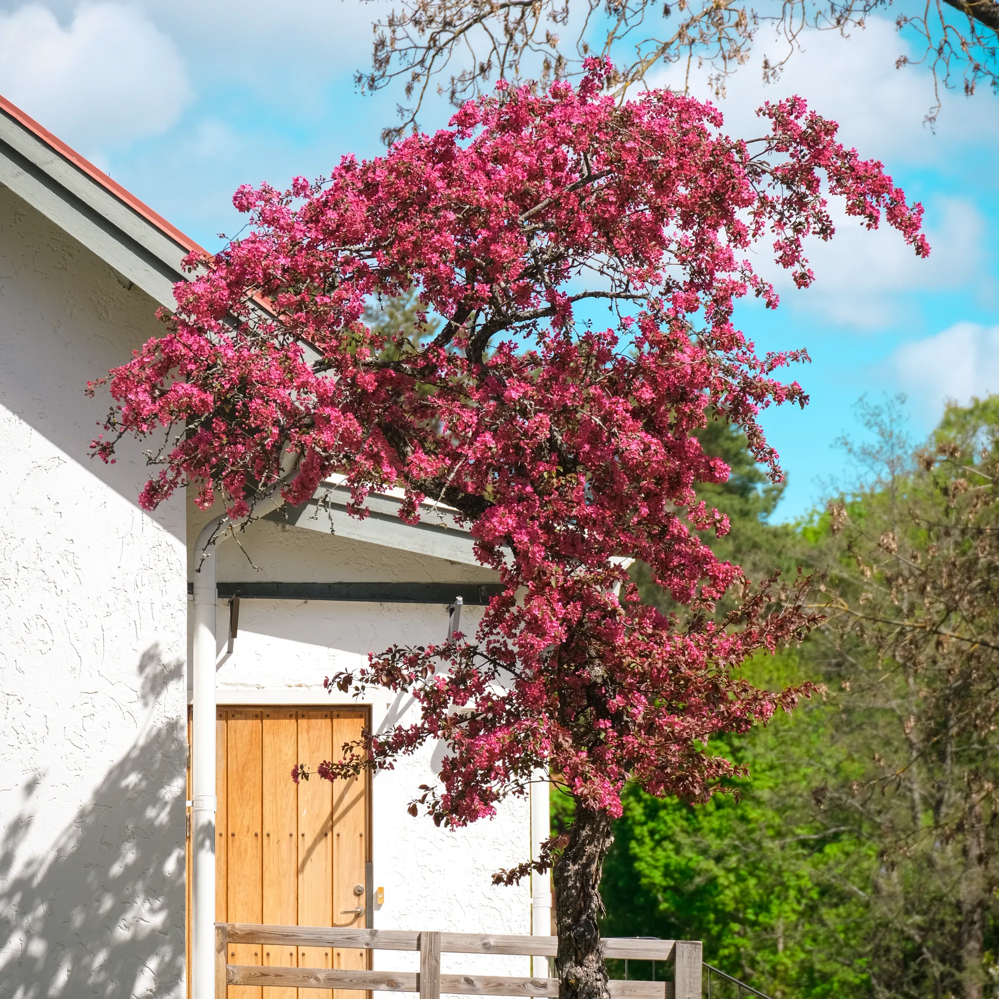 Ett blommande träd med klarrosa blommor intill ett vitt hus med trädörr.