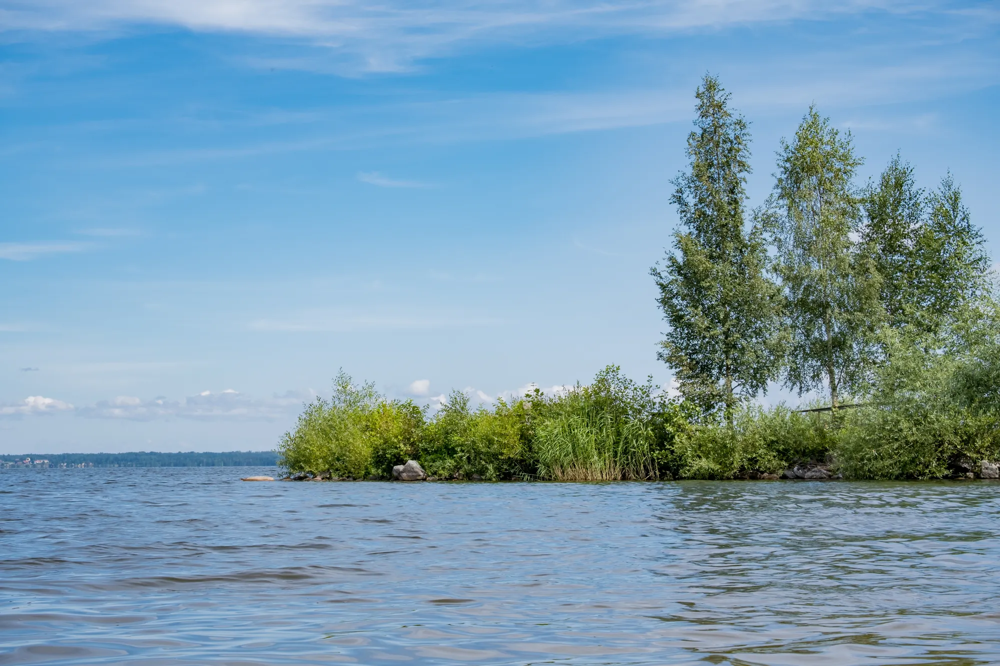 Utsikt över en stor sjö med en grönskande udde och björkar mot en blå himmel med lätta moln.